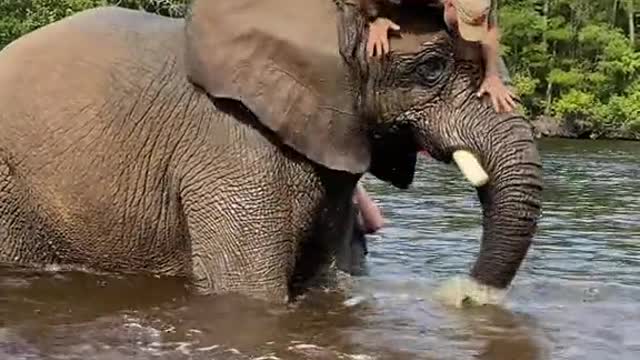 Bubbles an amazing African elephant and wow can she jiggle