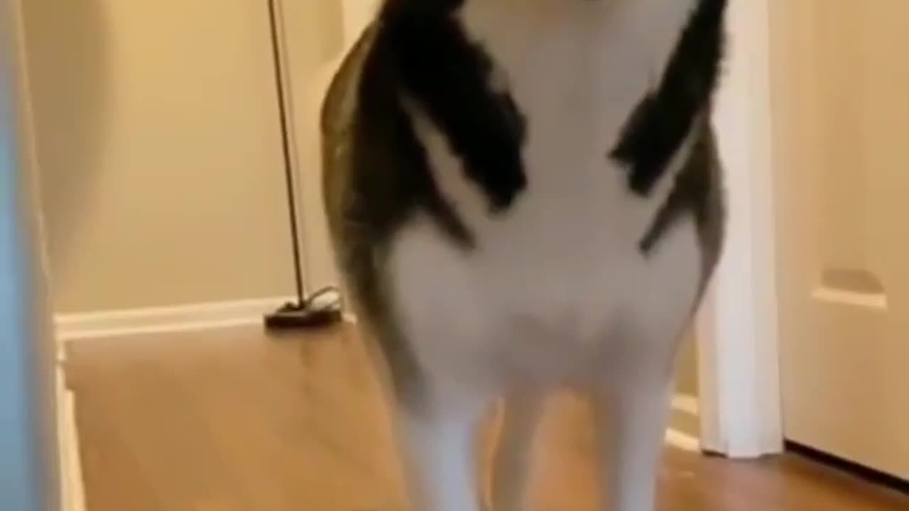 Husky dog are not normal, dog, cat