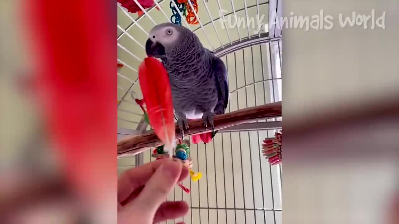 Funniest Dogs and Cats Vídeos 2023 - Best Funny Animals