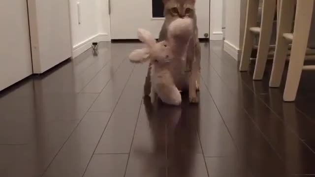 Aihao cat