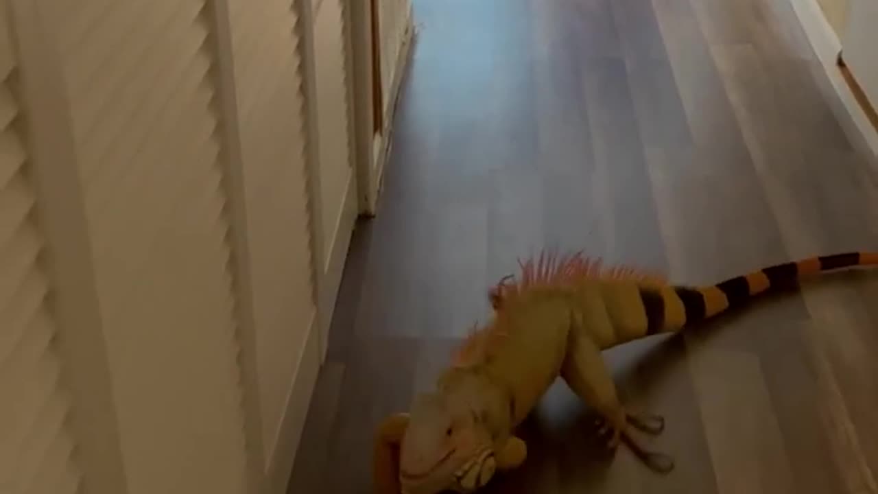 Happy Iguana Smiles When Pet Parent Returns Home!