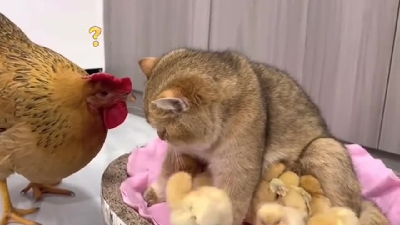 The cat belongs to the chicken family