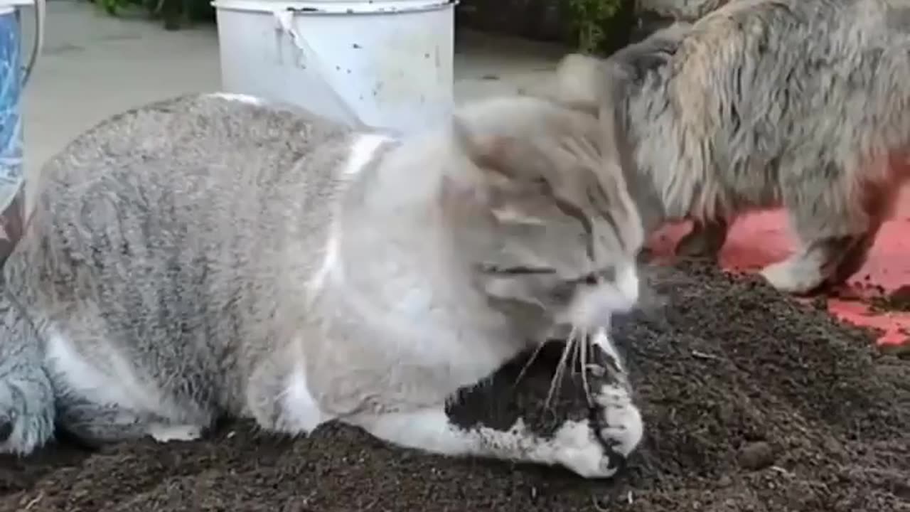 Funny animal video