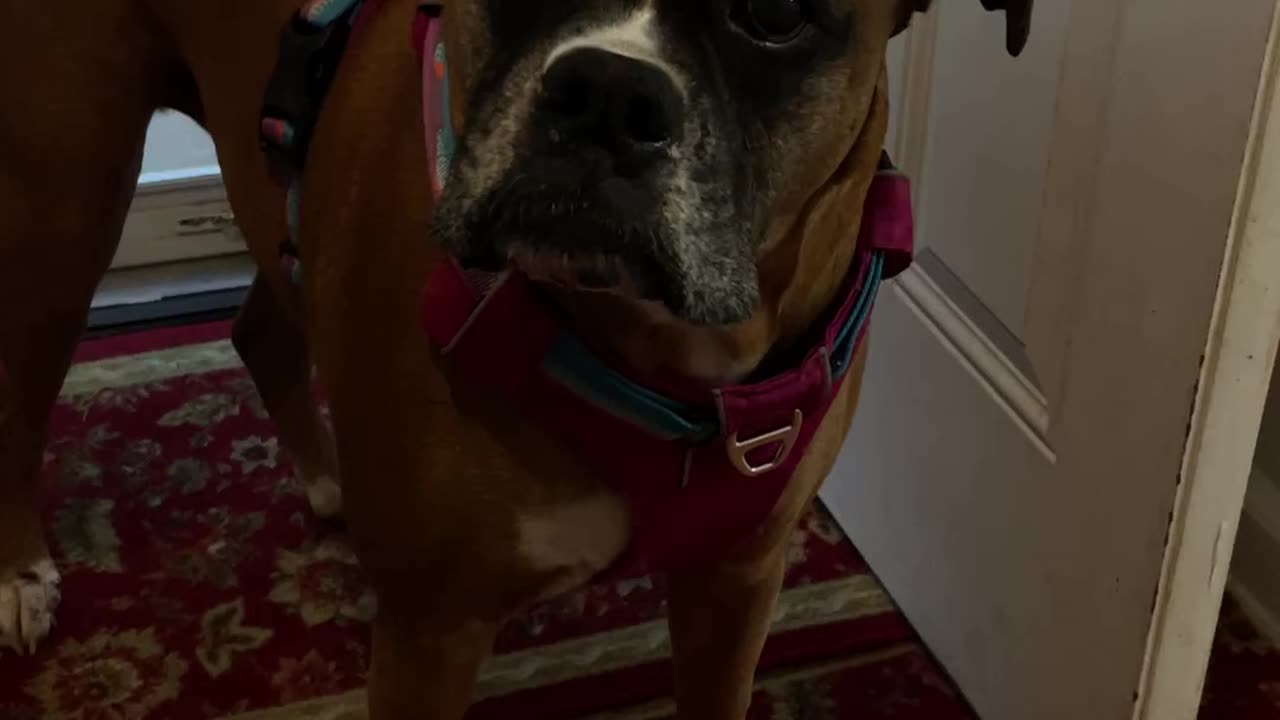 Savanna the boxer