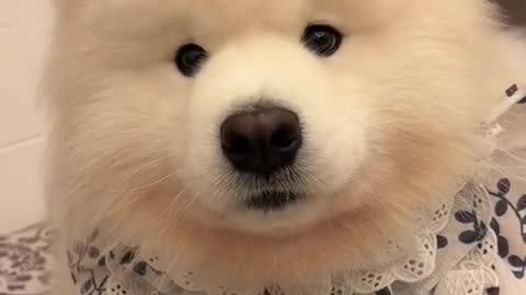 His voice is like a subwoofer 🥰#samoyed