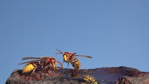 Slow Motion Footage of Hornet Flight