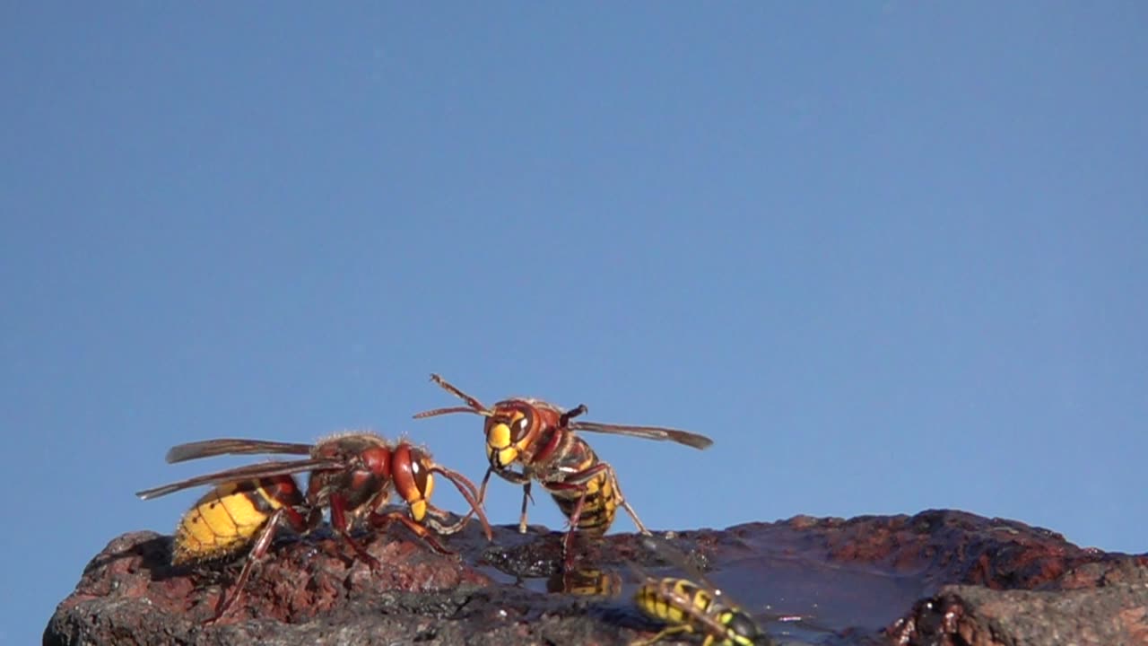 Slow Motion Footage of Hornet Flight