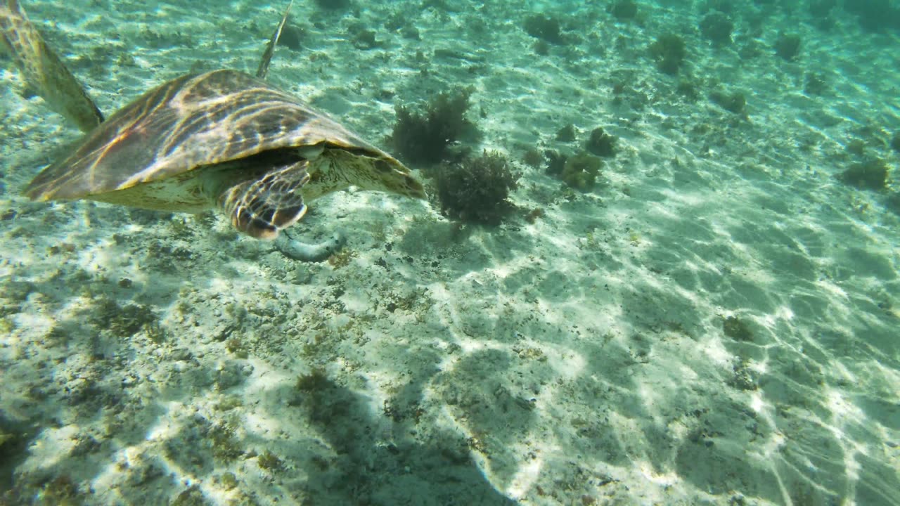 Turtle Swimming In The Ocean