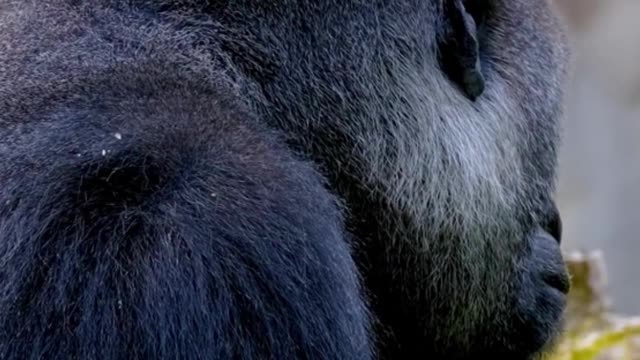 Gorillas: Did you know? Animal Facts Wildlife