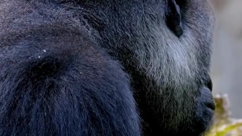 Gorillas: Did you know? Animal Facts Wildlife