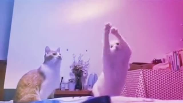 Cats dancing to extreme music