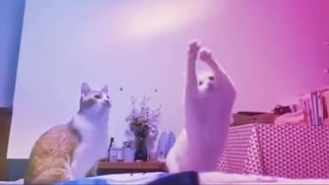 Cats dancing to extreme music