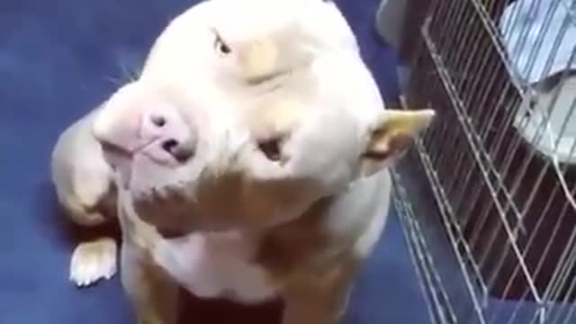 When you just don't understand what you're owner is saying.