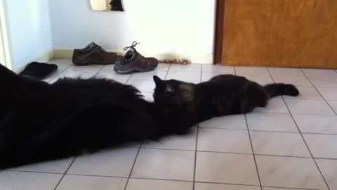 Super funny dog playing with cat