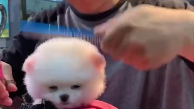 Cute and Funny Pomeranian Videos 65 #Shorts