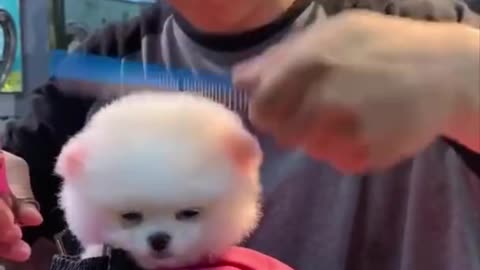 Cute and Funny Pomeranian Videos 65 #Shorts