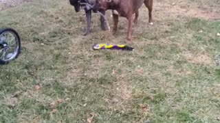 Two dogs, One Stick