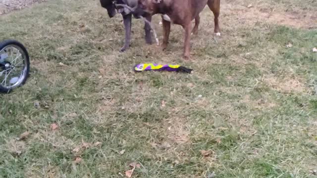 Two dogs, One Stick