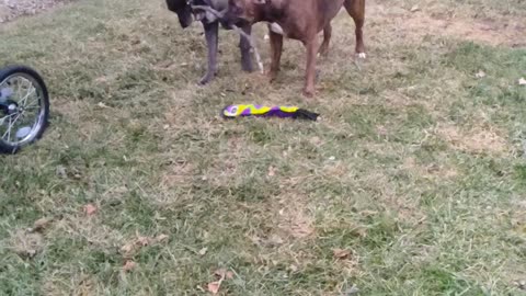 Two dogs, One Stick