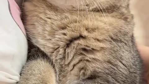 Funny cats videos