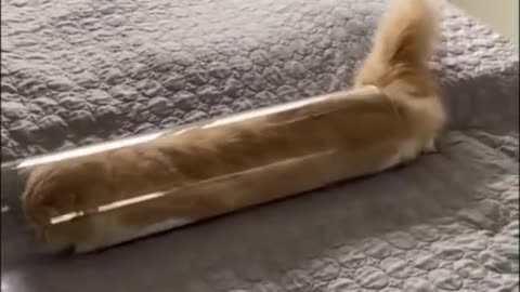 Кот жидкий металл