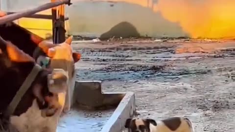 Dog funny moments