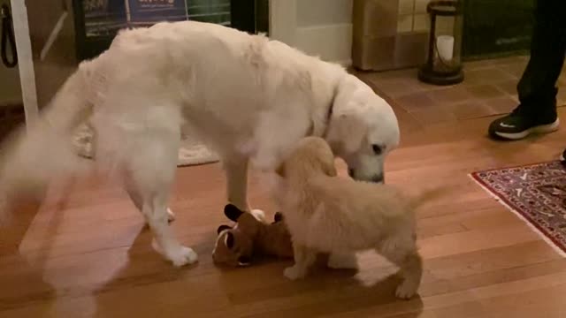 Dog Friends Meet for the First Time