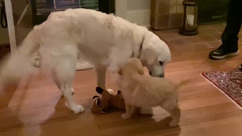 Dog Friends Meet for the First Time