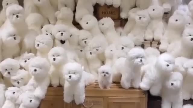 Cute Dogs | very cute dogs | cute dogs in usa | many cute dogs