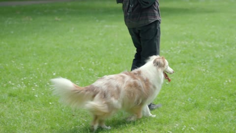 A dog running to its master seems to be running to happiness