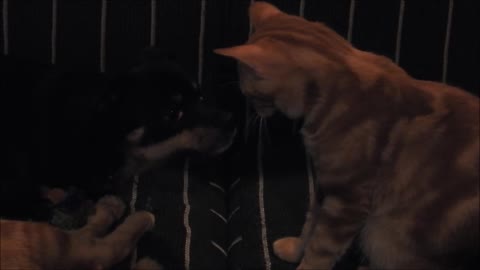 Puppy moves away from sneezing cat