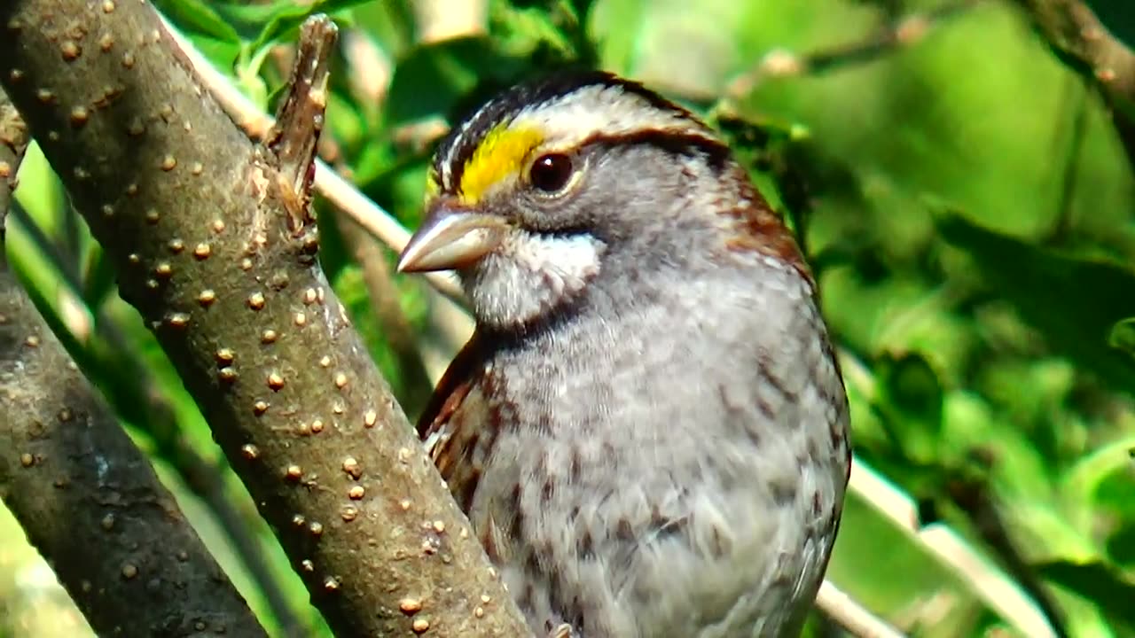 White-throated sparrow