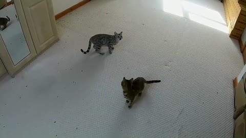 Jumping Bengal Kittens (Slow Motion)