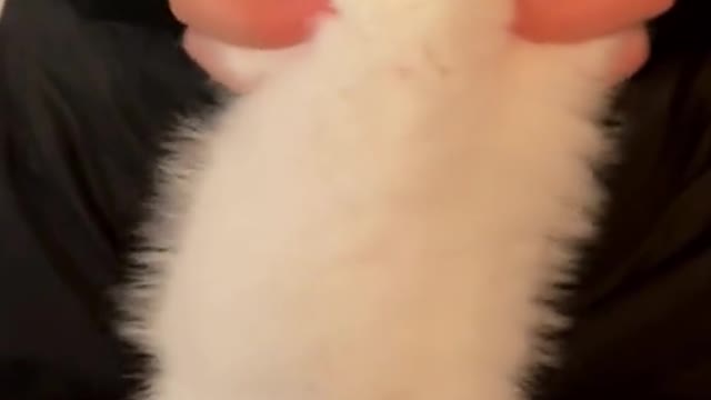 Do you want to touch the cute kitten