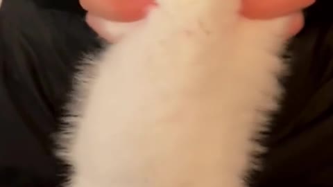 Do you want to touch the cute kitten