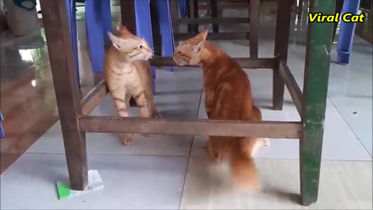 Cat and doge video