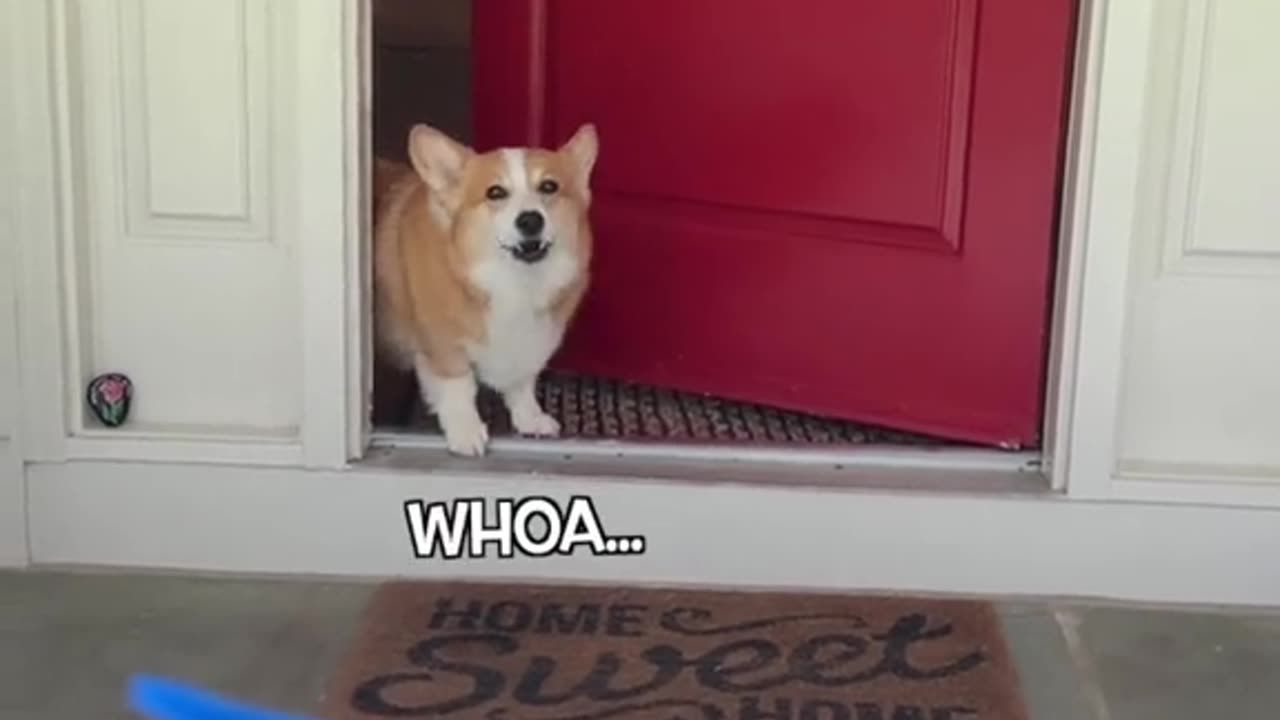 Funny video of dogs