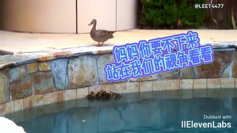 Little duckling trapped in the swimming pool. Check out how Mama Duck handles the situation!