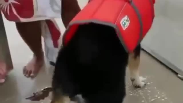 Dog dances the Milkshake by Kelis