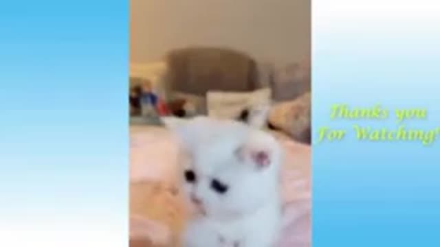 funny and cute animal videos compilation 2022 | tiktok funny animals video