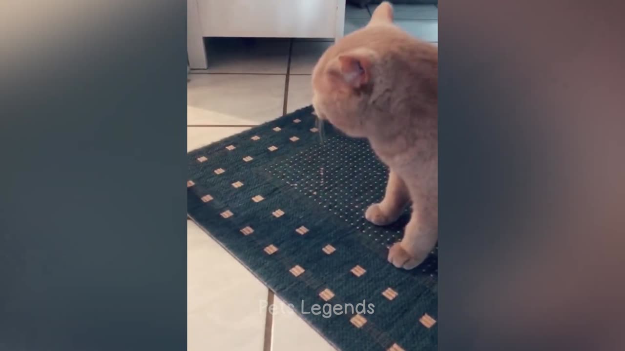 Funny cat video