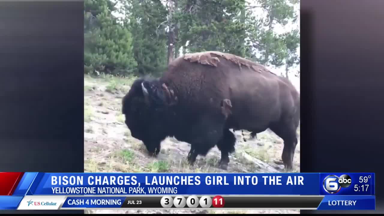 Bison charges, tosses 9-year-old girl in Yellowstone National Park