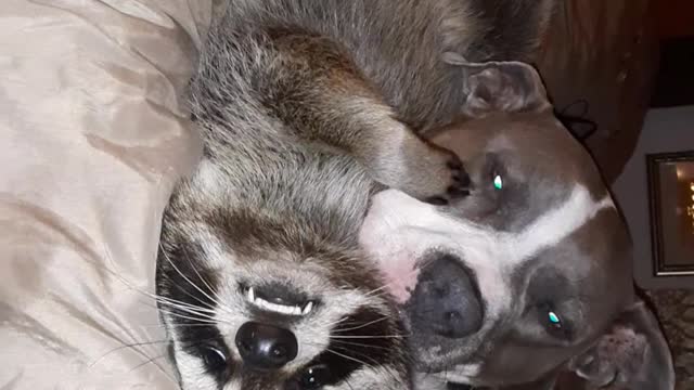 Dog and Raccoon Lay in Bed Cuddling With One Another