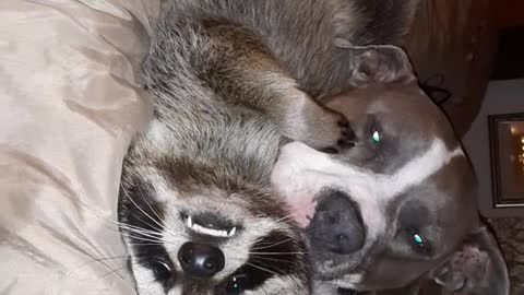 Dog and Raccoon Lay in Bed Cuddling With One Another