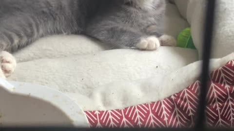 Cute Cat Video