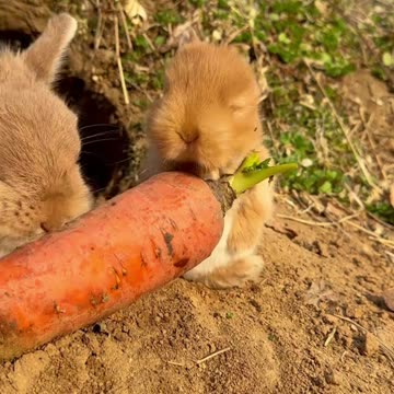 #cute #rabbit
