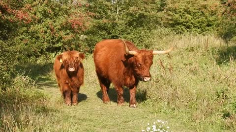 Cow walk