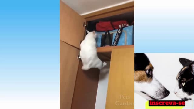 videos de gatos muito engraçados😹🐶😂