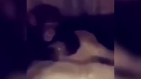 Try not to laugh funny animals 😹 #shorts