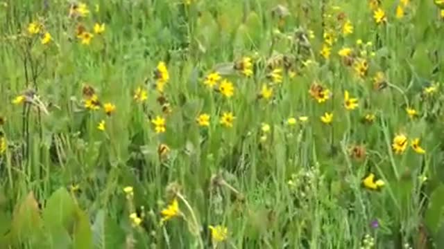 Monitoring the Endangered Wenatchee Mountains Checkermallow_1
